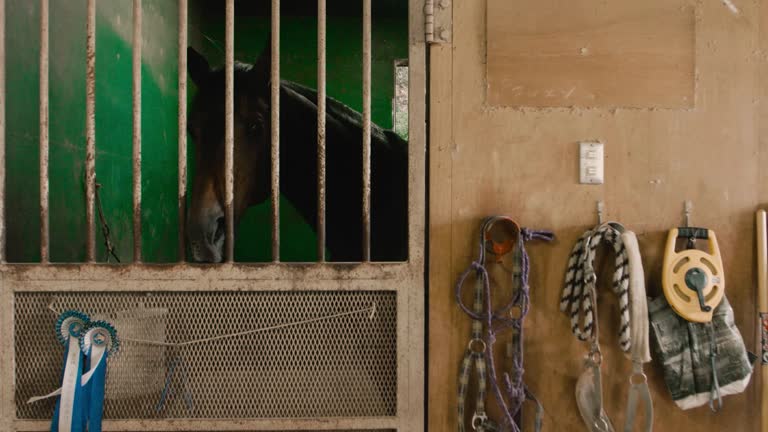 Equestrian stables view with a horse looking out of his stall stock video