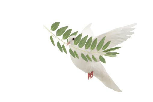 White dove flying with olive branch in its beak isolated on white background