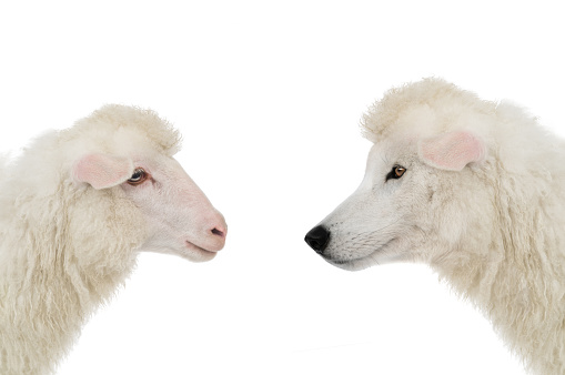portrait wolf in sheep's clothing and sheep isolated on white background