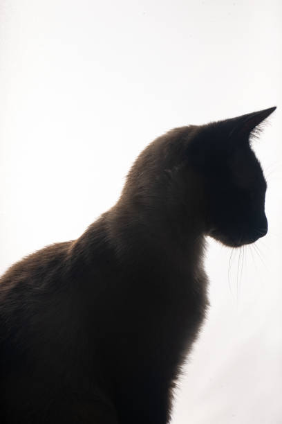 istock A young Siamese cat in silhouette. 2149660764