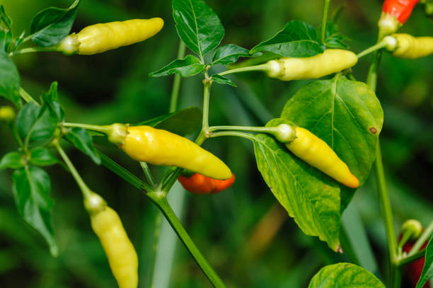 istock Chilli pepper plants in growth at vegetable garden 2149660941