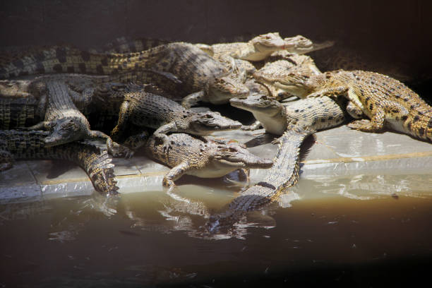 Many crocodiles gathered together in a large swamp.