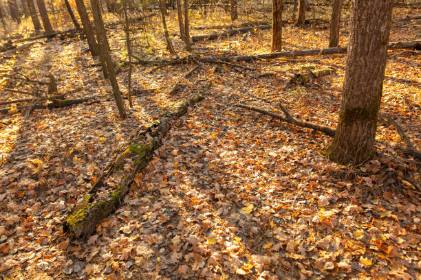 Free Stock Photo of A Path in the Woods Covered With Fallen Leaves ...