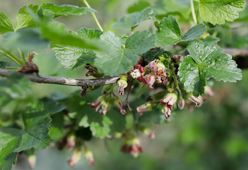 Shrub to 2m. leaves generally 5-lobed, covered with small brownish glands beneath, strong smelling. Flowers reddish-green or brownish-green, bell-shaped, 7-8mm, in long drooping racemes; sepals curved, hairy. Berry black when ripe, 12-15mm, sweetish and aromatic, with persistent sepals.
Habitat: Wet woodland, hedgerows, fen carr and stream banks, to 1500m.
Flowering Season: April-May.
Distribution: Throughout Europe, but widely naturalized; possibly not truly native in much of NW Europe, but long established there.

This is a quite common Species in the described Habitats in the Netherlands.
The Picture is made in an Ornamental Garden.