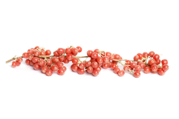 Red berry closeup. North America Buffaloberry or Shepherdia canadensis