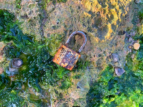 Old rusty Lock abandoned on the sea shore with Green seaweed ulva lactuca algae visible on the beach surface at low tide.