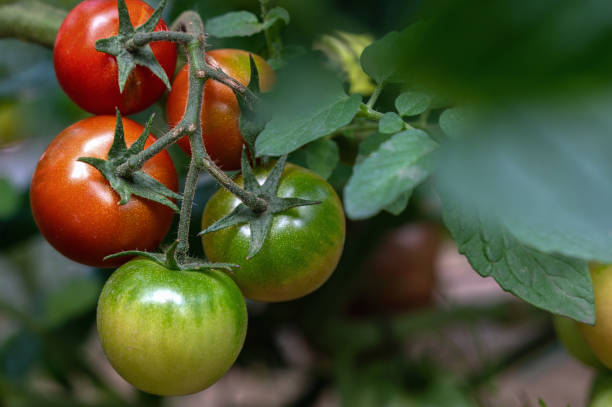 istock Organic tomatoes growing on stem at local produce farm 2149662603