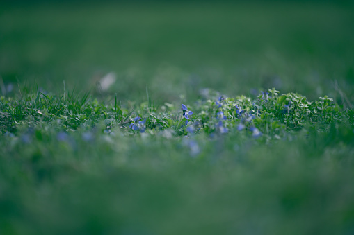 Lawn with green lush grass in the park on a spring day, selective focus
