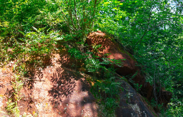 Green plant on red rocks in the mountains.