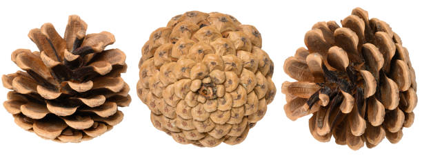 istock Brown dry pine cone on isolated background 2149664375