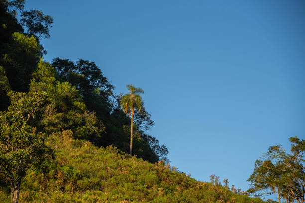istock Tropical forest plants in Brazil 2149666037