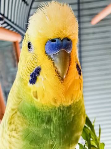 Close up Portrait of Cute Australian Budgie Sitting in the Cage