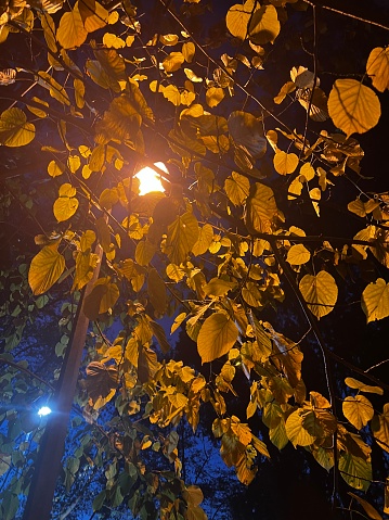 Evening lantern light in the park. Autumn yellow leaves, street lights
