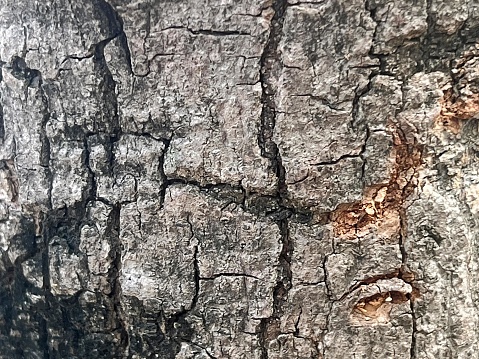 a photography of a tree trunk with a cracky surface.