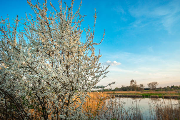 A white flowering tree next to the pond, spring evening view