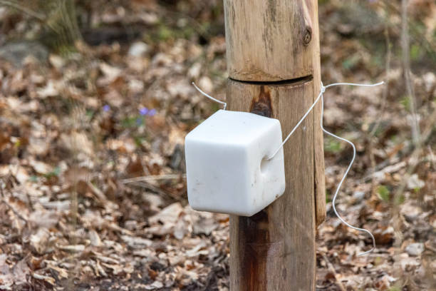 A cube of salt for animals in the forest, March day