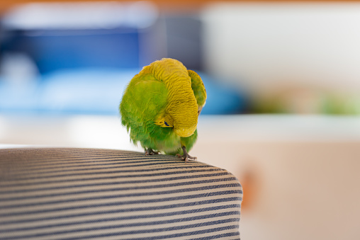 Cute Yellow and Green Budgerigar Relaxing on Chair under the Table