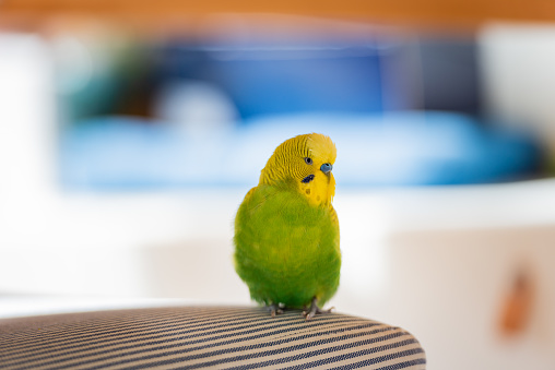 Cute Yellow and Green Budgerigar Relaxing on Chair under the Table