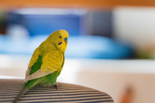 Parrot sitting on a white shelf
