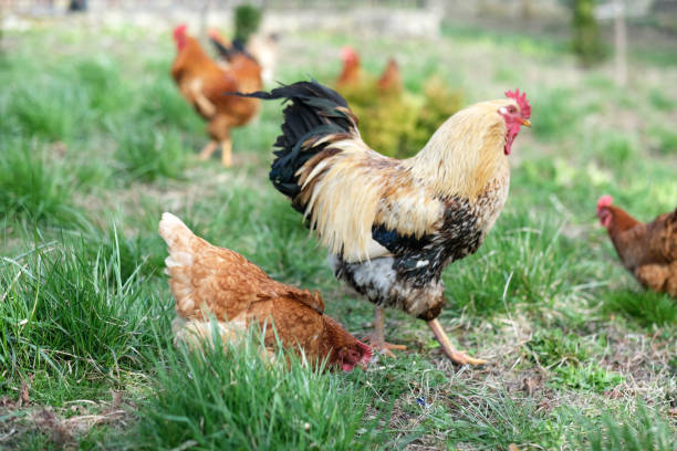 istock Hens on yard in an eco-farm. 2149667651