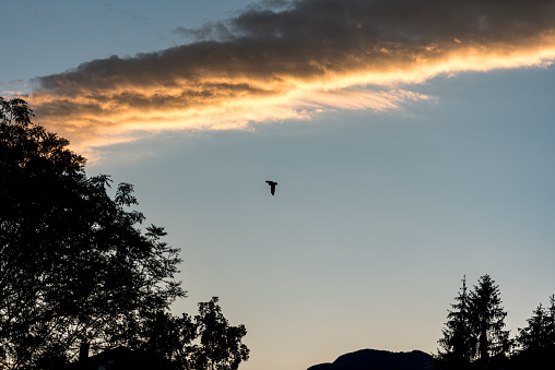 Eagle Flying over Mountains at the Sunset