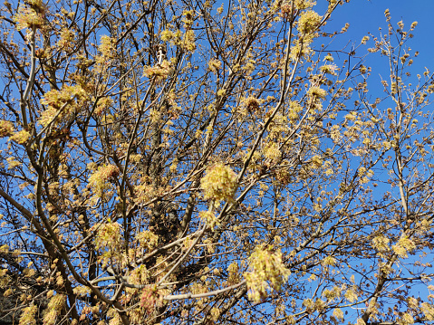 Maple tree blossoms in spring in park