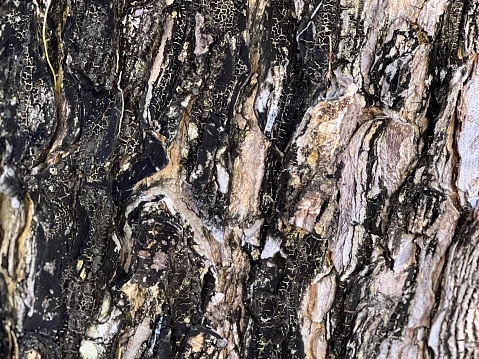 a photography of a close up of a tree trunk with bark.
