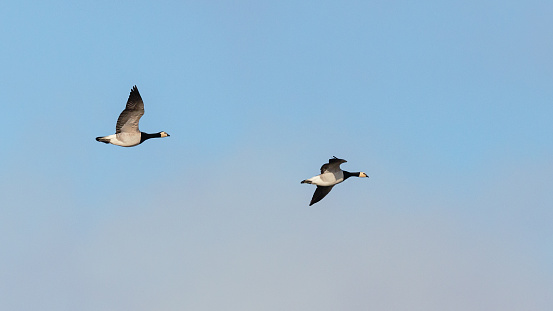 Early morning side-view close-up of two barnacle geese (Branta Leucopsis) flying by against a blue sky on a sunny day in springtime, both with flapping wings