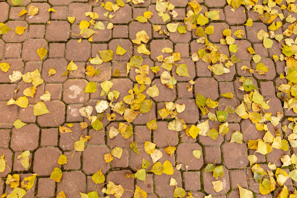 Fallen birch leaves on the sidewalk in the park. Autumn.