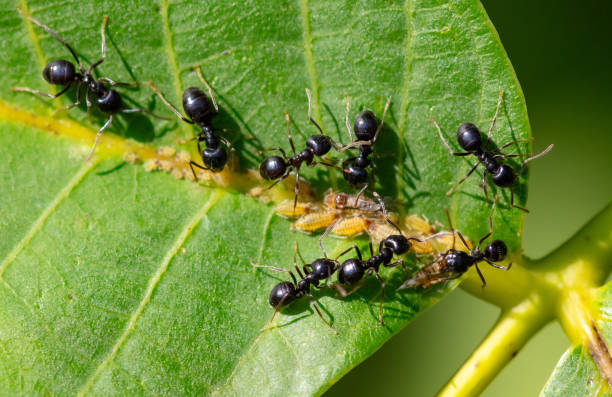 istock Aphid ants on a green leaf of a tree. Macro 2149672173