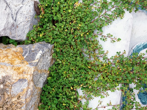 a photography of a stone wall with a plant growing on it.
