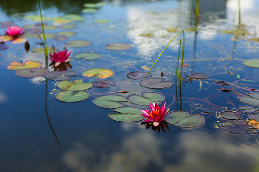 water lilies on the pond.