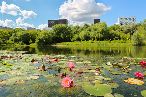 water lilies on the city pond.