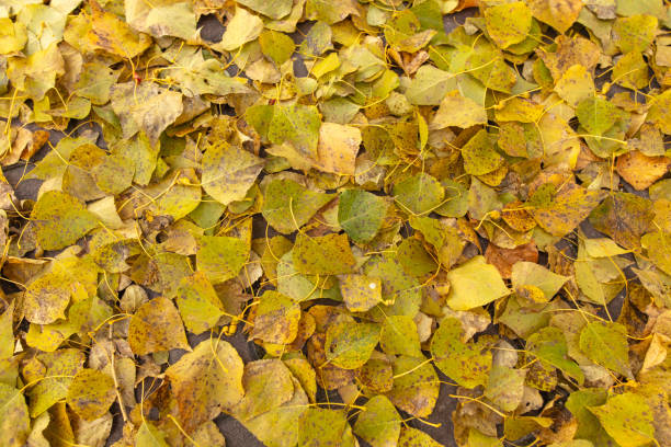 Fallen leaves from a tree on the ground as a background. Autumn.