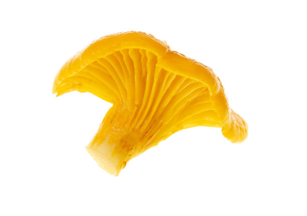 Yellow chanterelle mushrooms isolated on white background.