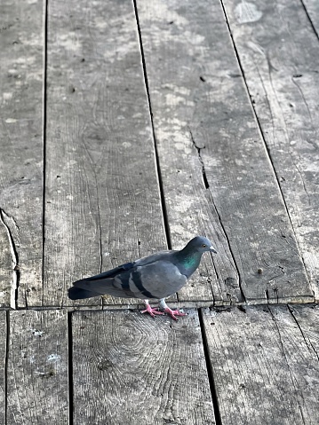 a photography of a pigeon standing on a wooden deck.