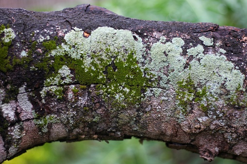 Lichen fungus on rambutan tree trunk