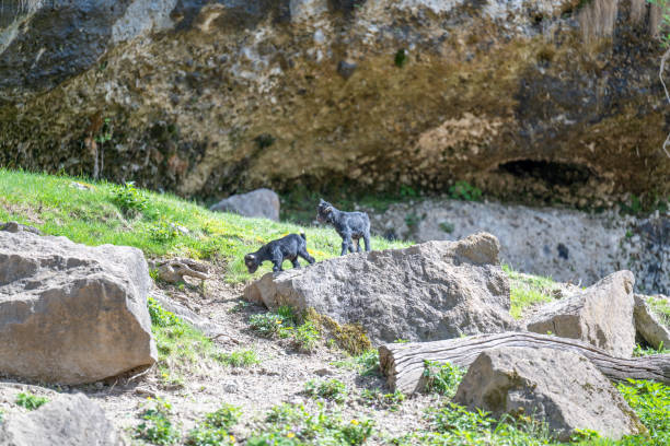 istock goat with young animal at the zoo 2149675053