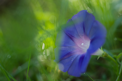 Ipomoea purpurea, bright blue flower