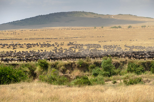 Wildebeest Great Migration near The Mara River