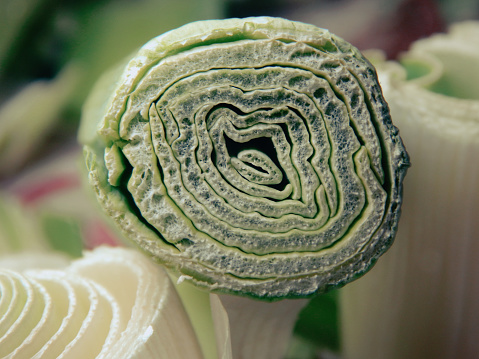 Super-macro of The leek. Porous structure close up. Edible plant known as Allium ampeloprasum var. porrum, is a versatile and flavorful vegetable that belongs to the onion family.