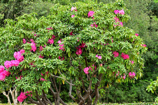 Rhododendron is a popular flowering bush with bright spring blooms. Flower colors include pink, red, violet, yellow and white, depending on species and variety. It is evergreen, although a few varieties are deciduous.