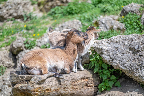 goat with young animal at the zoo