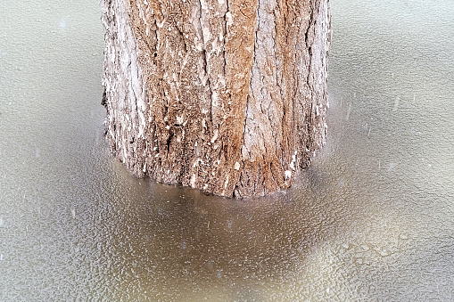 Tree trunk in frozen water, spring melt water froze tree.