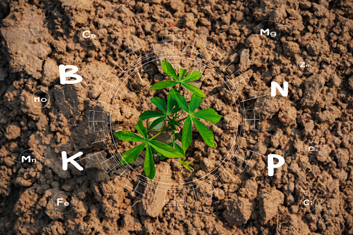 The seedlings are growing from the rich soil and have an icon attached to the nutrients necessary for plant growth. Digital mineral icon needed for planting.