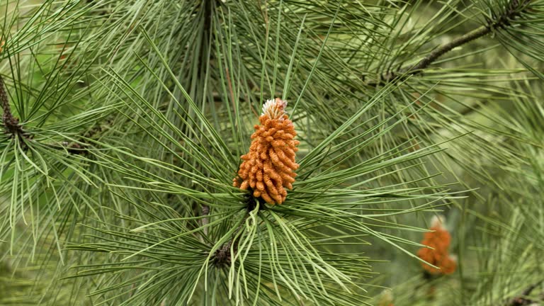 Young male pollen pine cones on a wild evergreen coniferous tree closeup with green lush needles. Pinus brutia