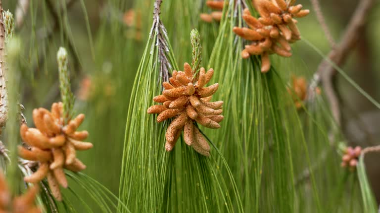 Pine tree branch with male reproductive pollen cones and green needles. Pinus brutia