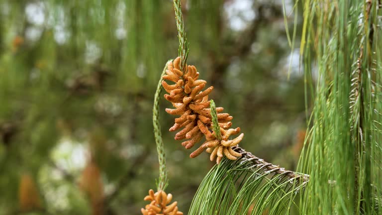Wild pine male inflorescence in spring forest close up. Young cone in wood outdoors. Beautiful view with lush conifer green needles