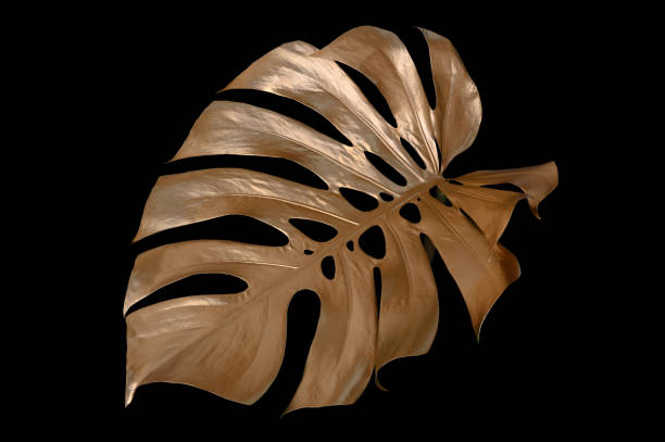 istock Tropical leaves gold and black, can be used as background(Monstera,palm,coconut)fernclipping path 2149676913