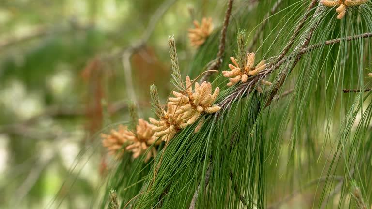 Male pollen cones on a mountain pine (Pinus brutia) tree branch with green spring needles close up